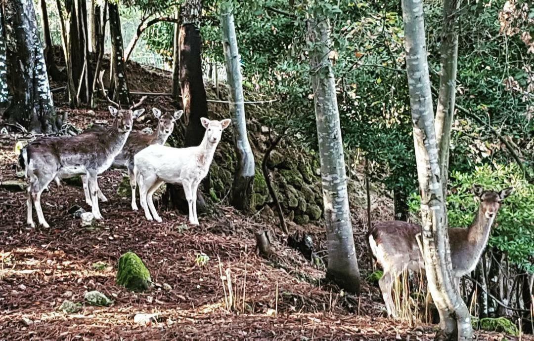 Quinta Das Quintas & Spa Baião Eksteriør billede